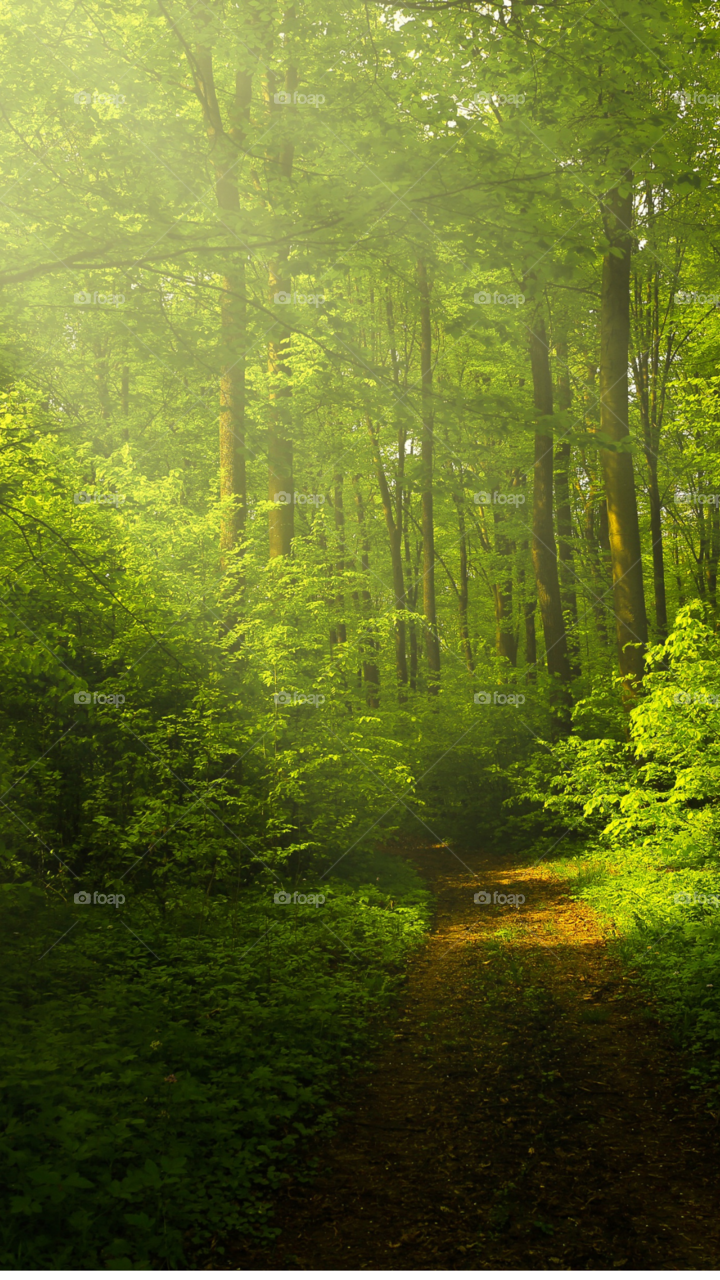 path through the forest