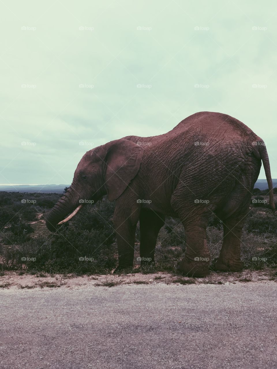 Elephant at Addo national park 