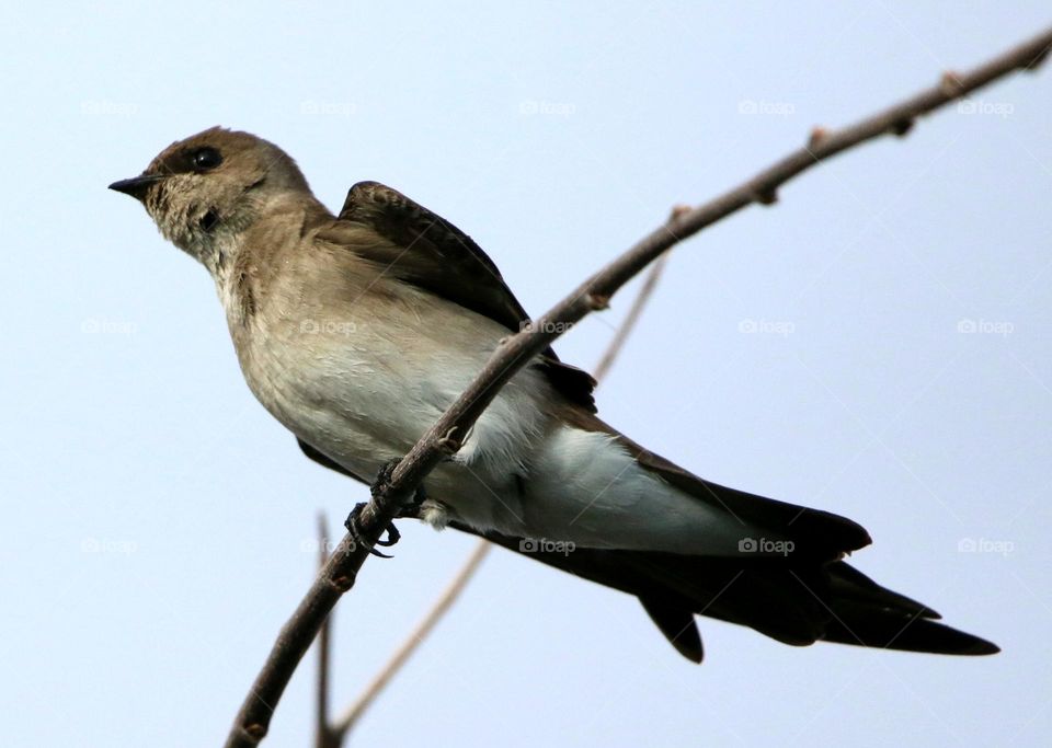 Rough-winged Swallow on a Branch