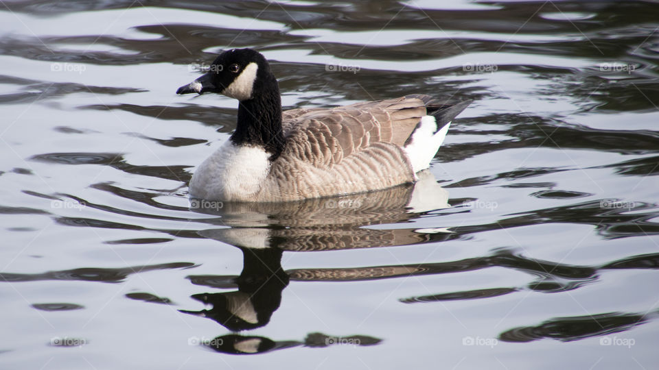 Canadian goose in a small Swedish lake out admiring his reflection