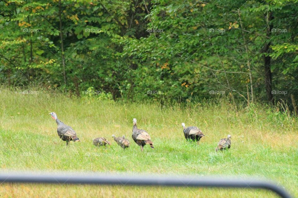 flock of turkey