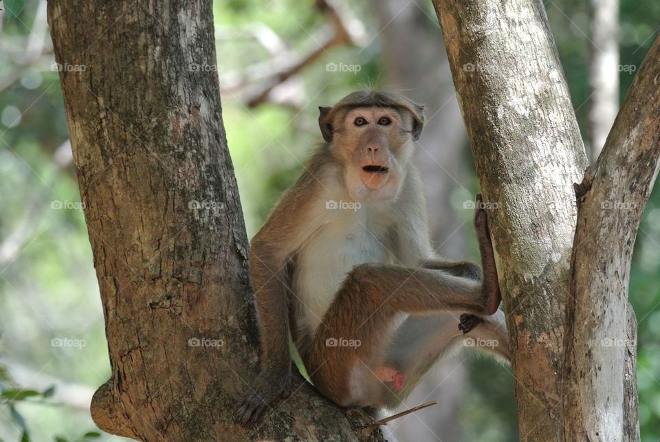 🐒Big thinker! #monkey #monkeys #travelexperience #animallife #primatesofinstagram #cutemonkey #monkeysofinstagram #planetanimal #srilanka #no_emptiness #discoversrilanka
___________________________________________
🚶🏽
🚶🏽
#srilanka🇱🇰 #srilankatravel #living_destinations #flashesofdelight #theglobewanderer #visitsrilanka #earthfocus #vacations #
🐒🐒🐒🐒🐒🐒🐒🐒🐒🐒🐒🐒🐒
#photography #photographer #photographylovers #photooftheday
#asia #ig_asia #asian #travelasia #insta #love