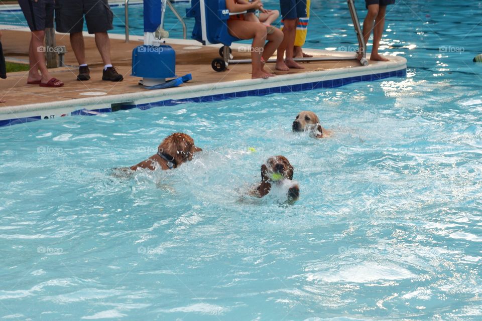 Dog pool party