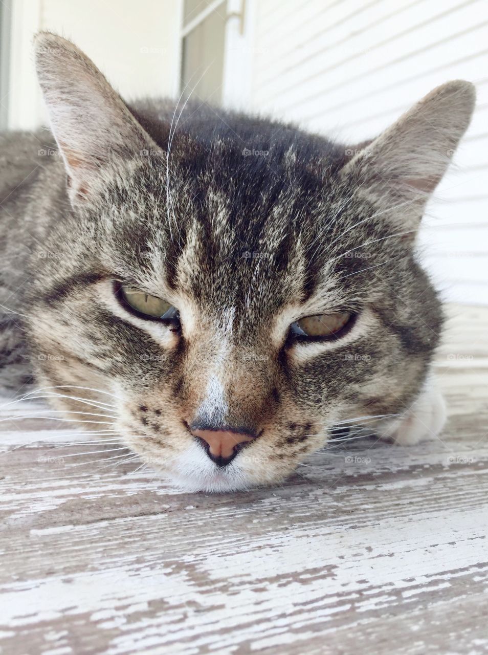 Nap Time - drowsy grey tabby cat headshot on white weathered wood surface on a sunny day 