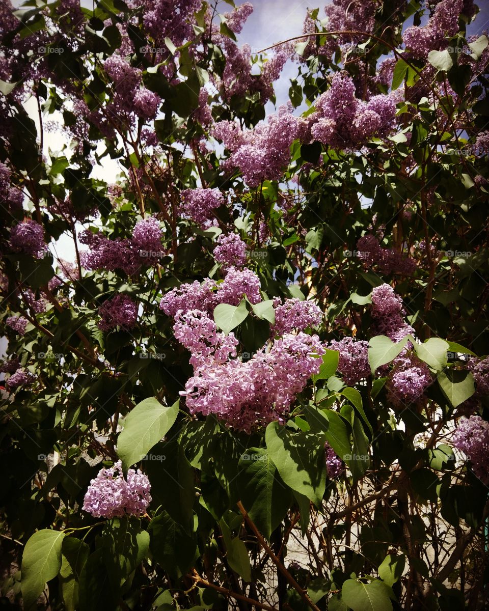 Purple blossom at lamayuru monastery