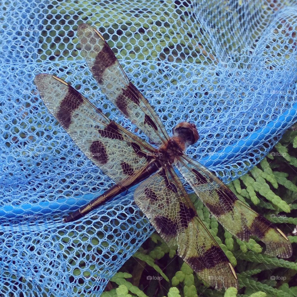Dragonfly at its Best 
