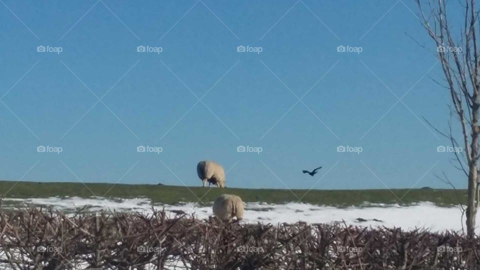 Sheep and Bird nature netherlands
