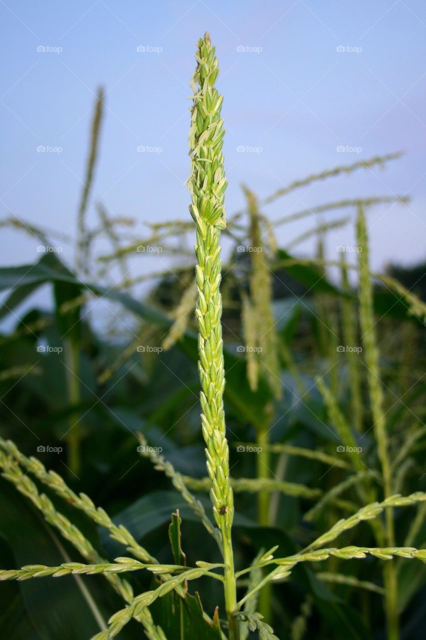 Summer Corn