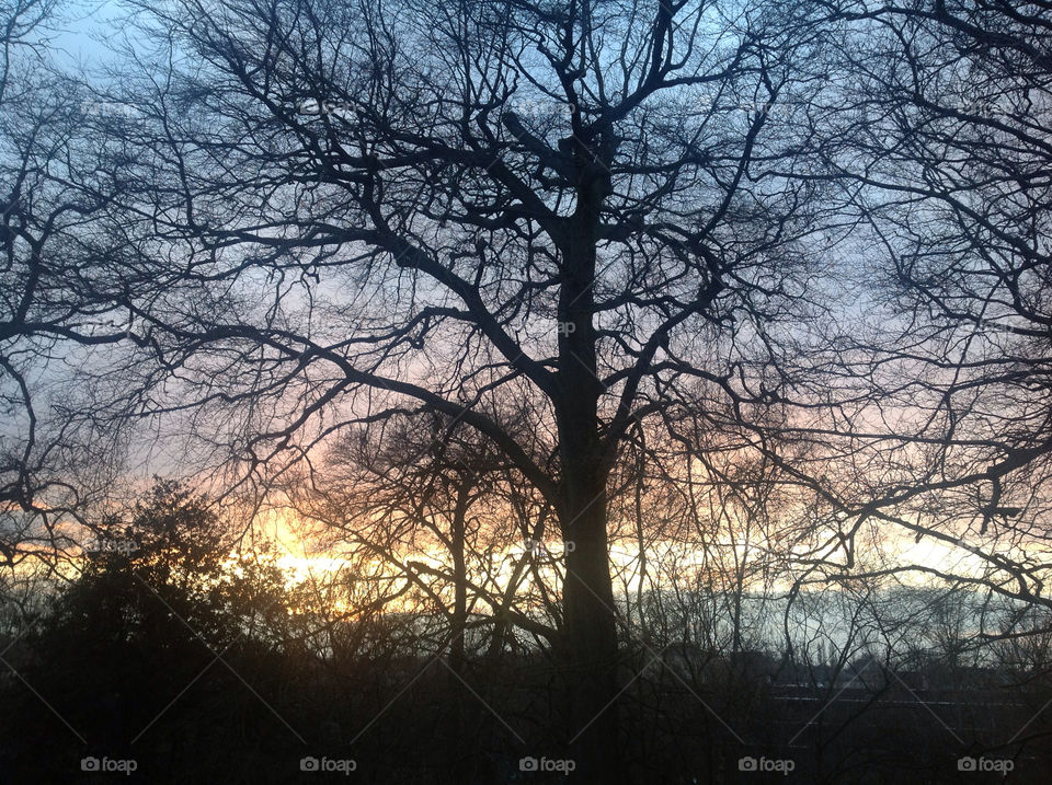 Beech tree in English winter sunset.