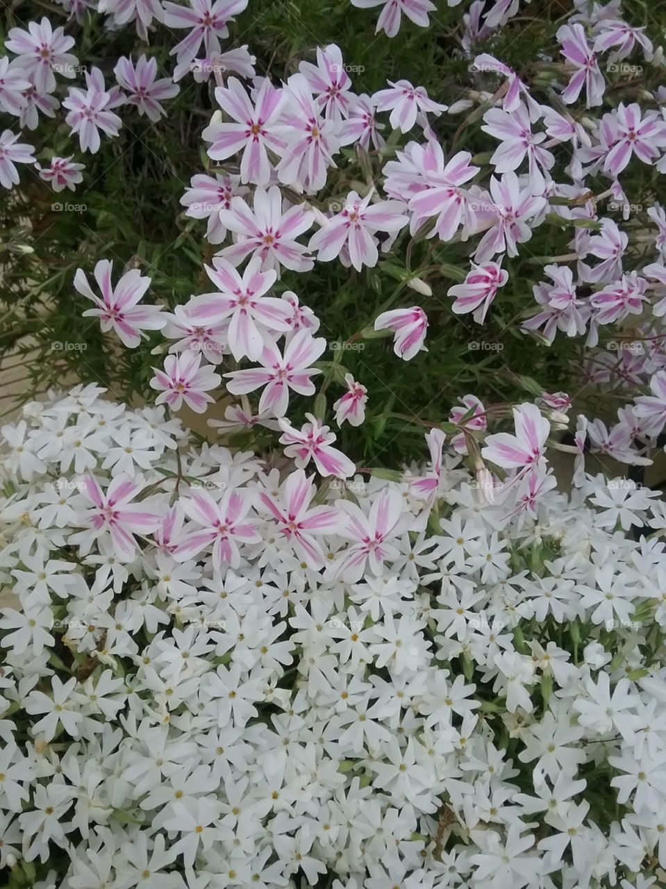 Close-up of Perennial pink and white striped Phlox getting friendly with its pure white Phlox neighbor