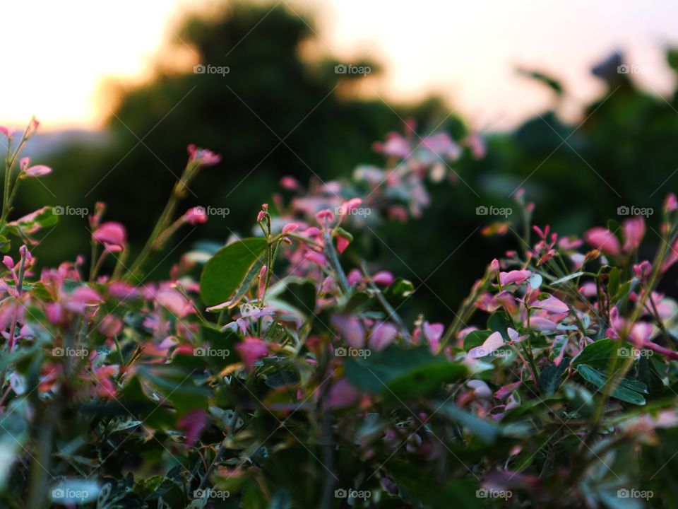 portrait of a flowers