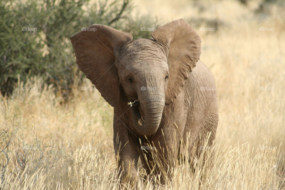 baby cute ears elephant by geebee