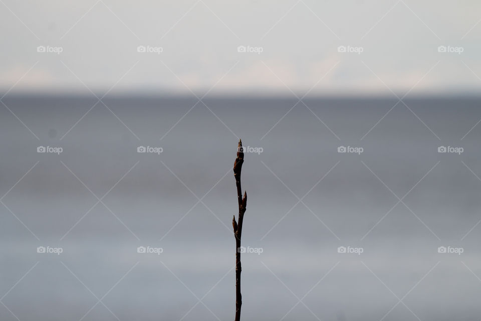Long tree twig contrasted with a blur oceanic background.