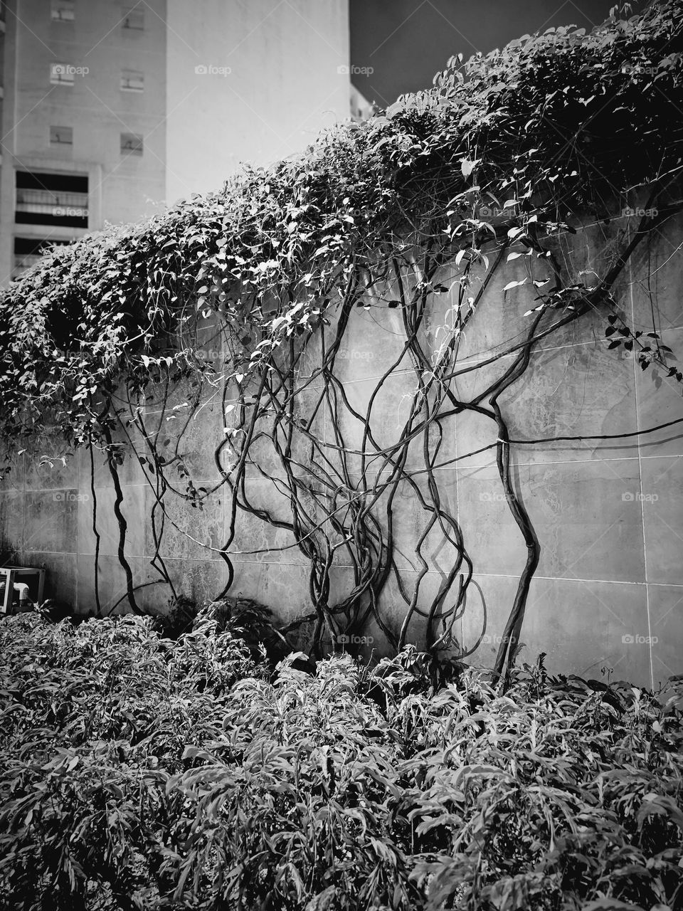 urban plants street side by the wall