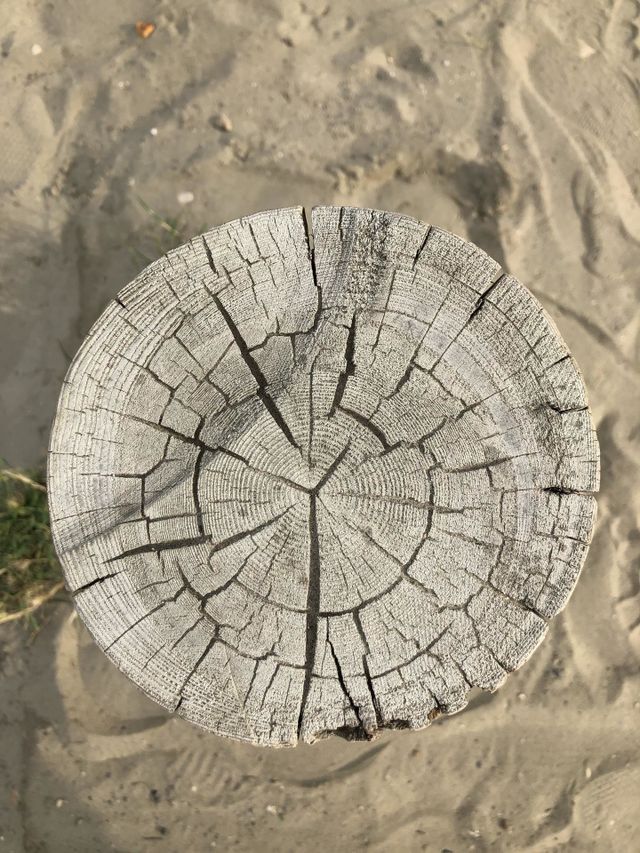 Old tree’s pole on the beach 