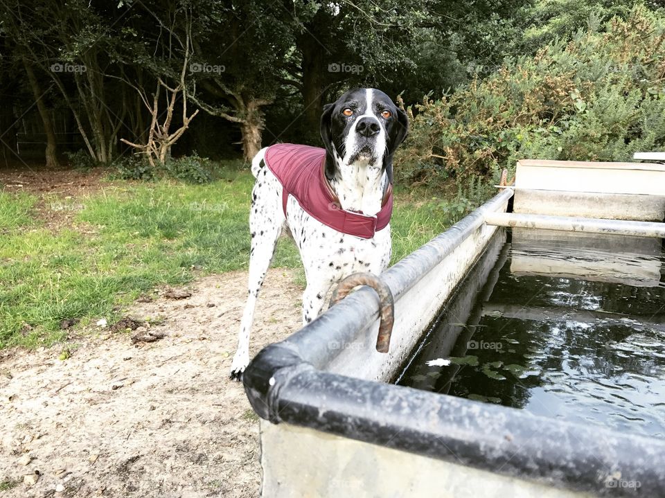 Dog drinking from water trough
