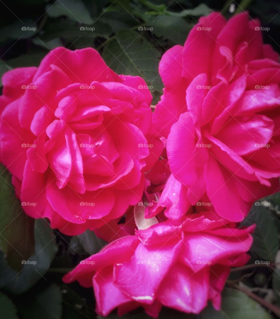 Red rose. Blooms into garden.