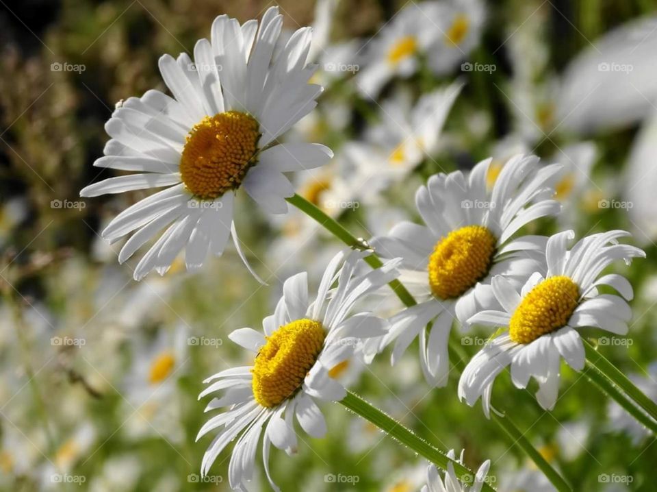 Daisies