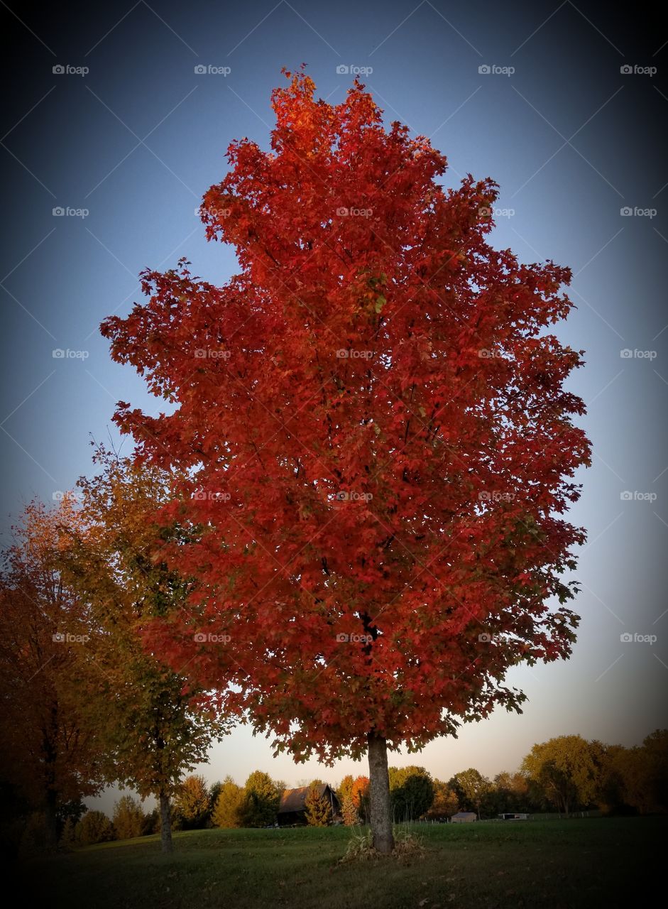 Fall, Tree, Leaf, No Person, Maple