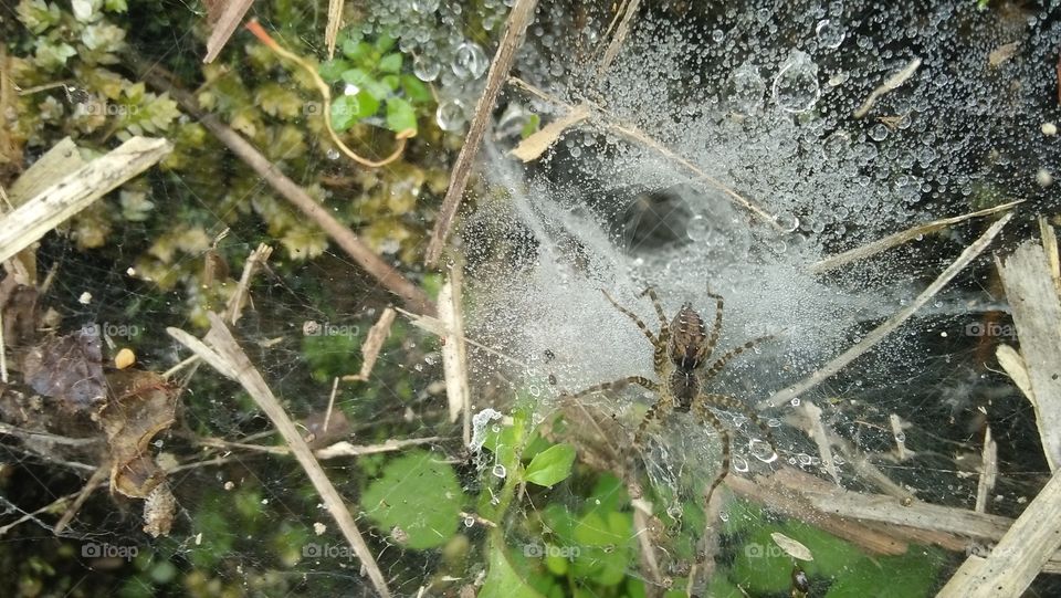 spider and water