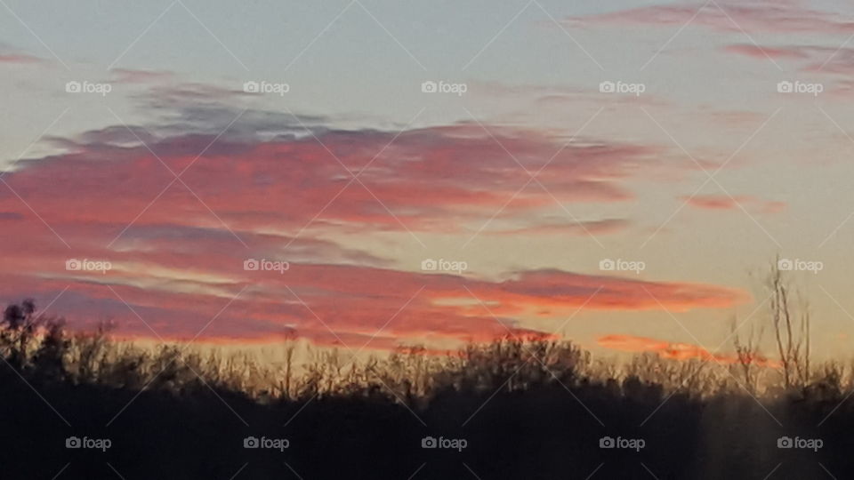 pink sunset over the trees