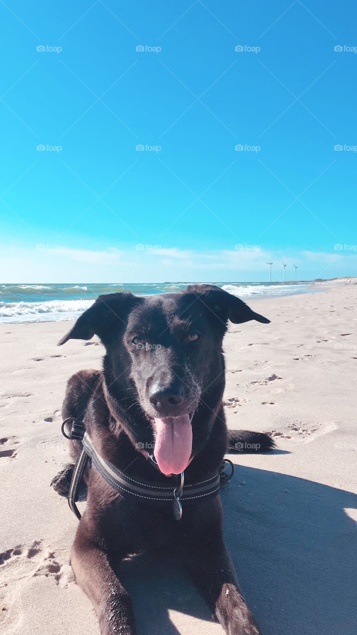 Dog on the Beach 
