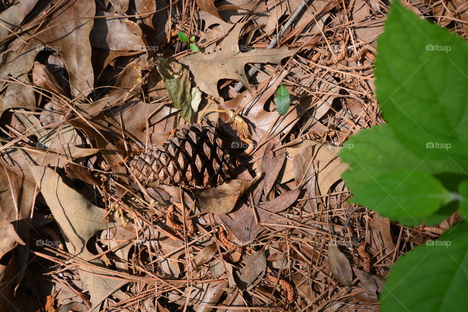 Ground with pinecones, leafs, and pine needles 