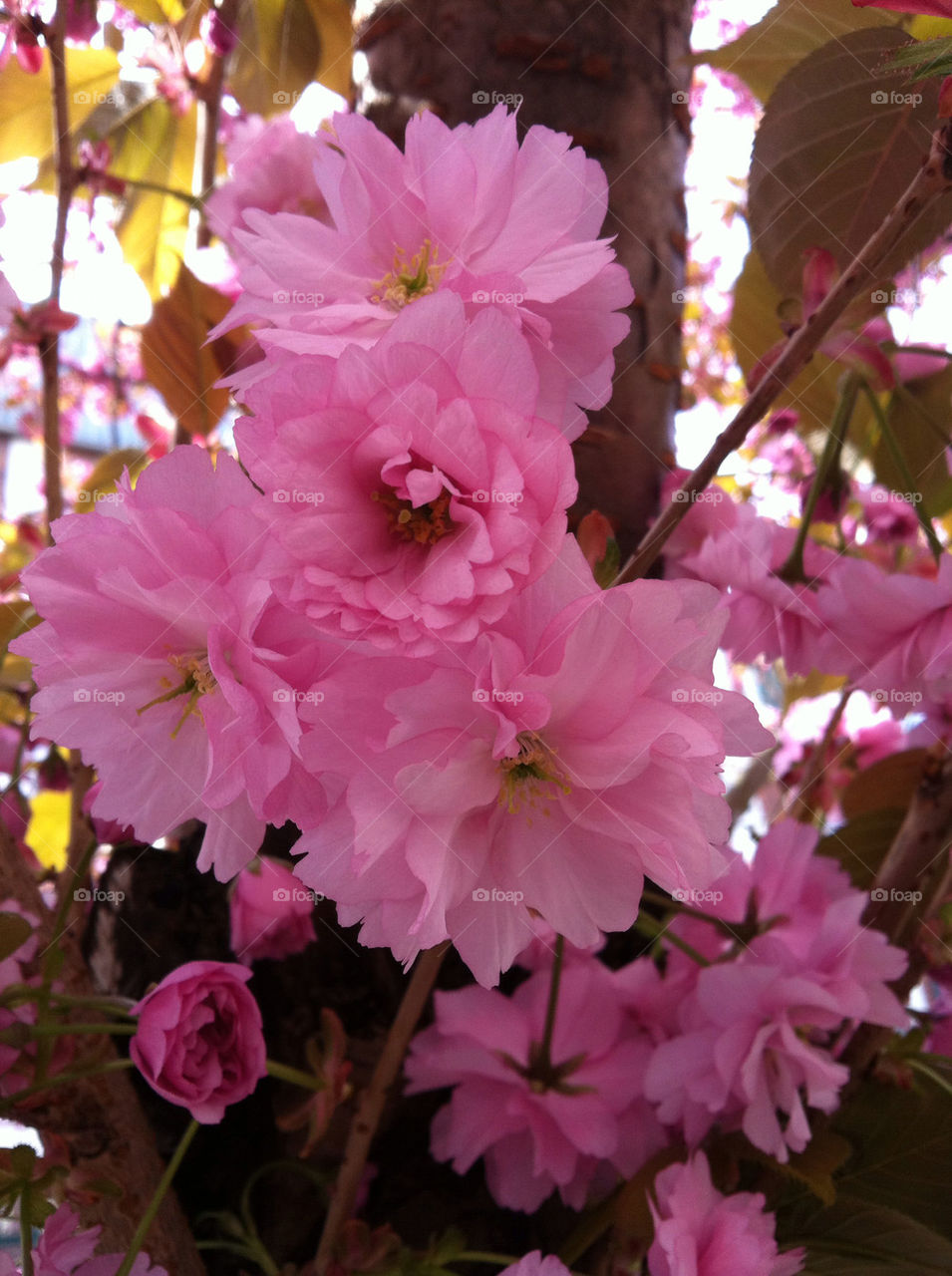 Pink cherry flowers