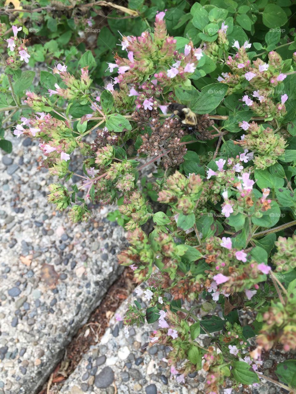Bumble bee foraging for pollen in local garden