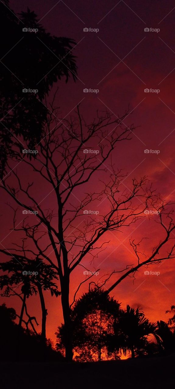 naturelove, orange color, drak picture, evening click, black, beautiful, art, sky