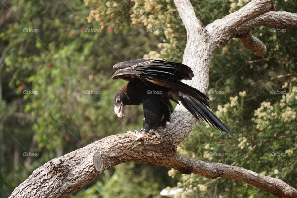 Wedgetail eagle