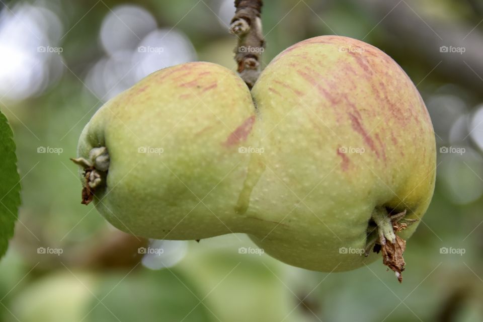 Funny apple on an apple tree