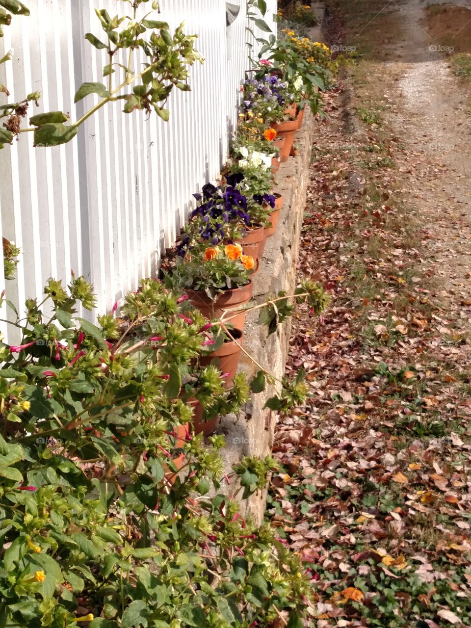 beautiful fall flowers displayed on a rock wall for the neighbors to see and enjoy
