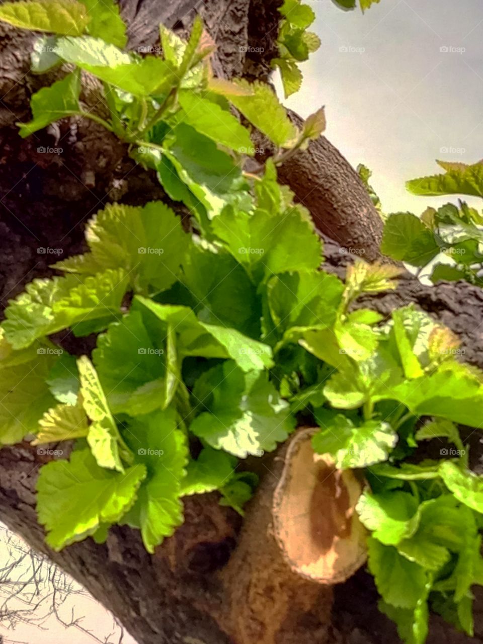 Leaf, Nature, No Person, Flora, Growth