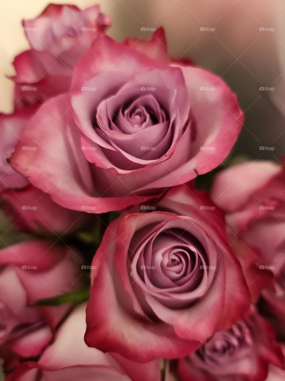 Bouquet of pink roses with multiple shades of pink in an ombré like coloring, soft petals and elegant curves of this beautiful flower