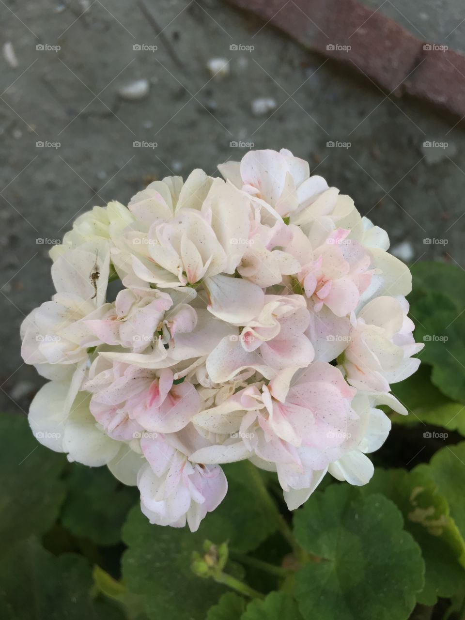 White flower with subtle pink