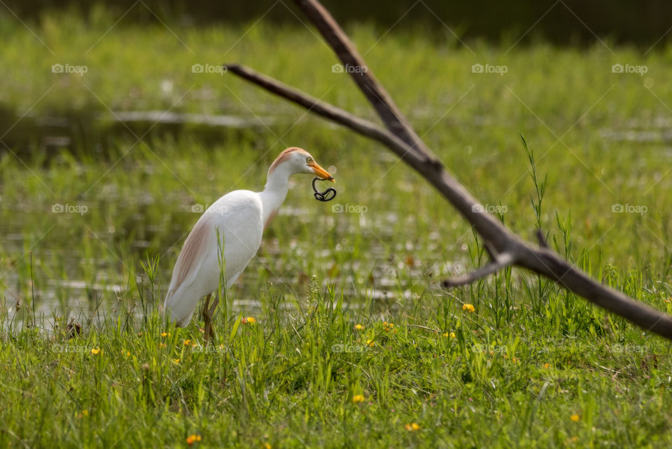 Bird with snake