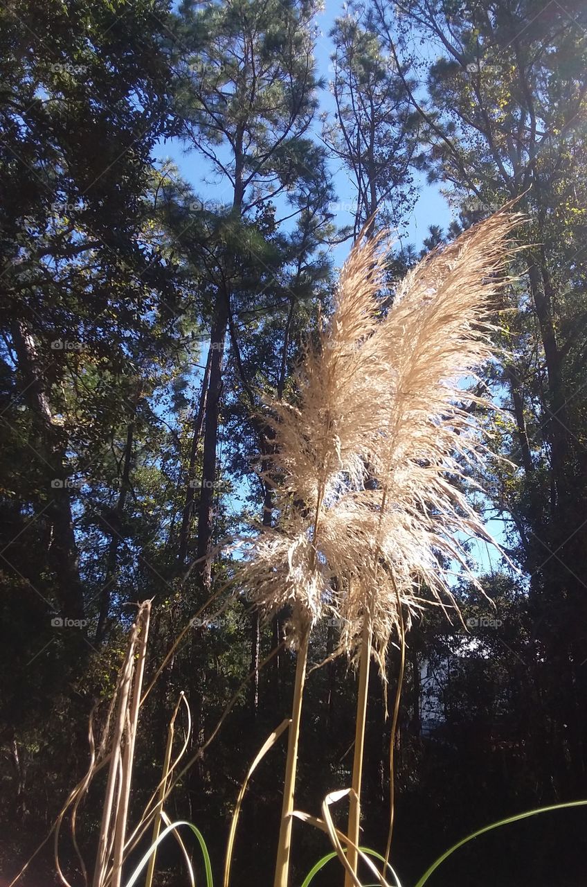 pampas grass