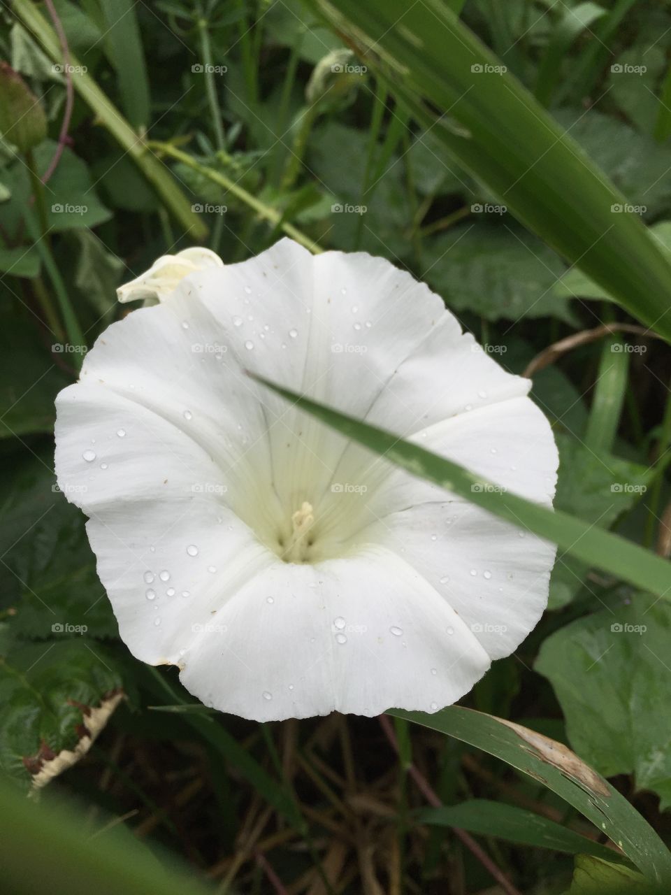 Rain drops on a Datura flower