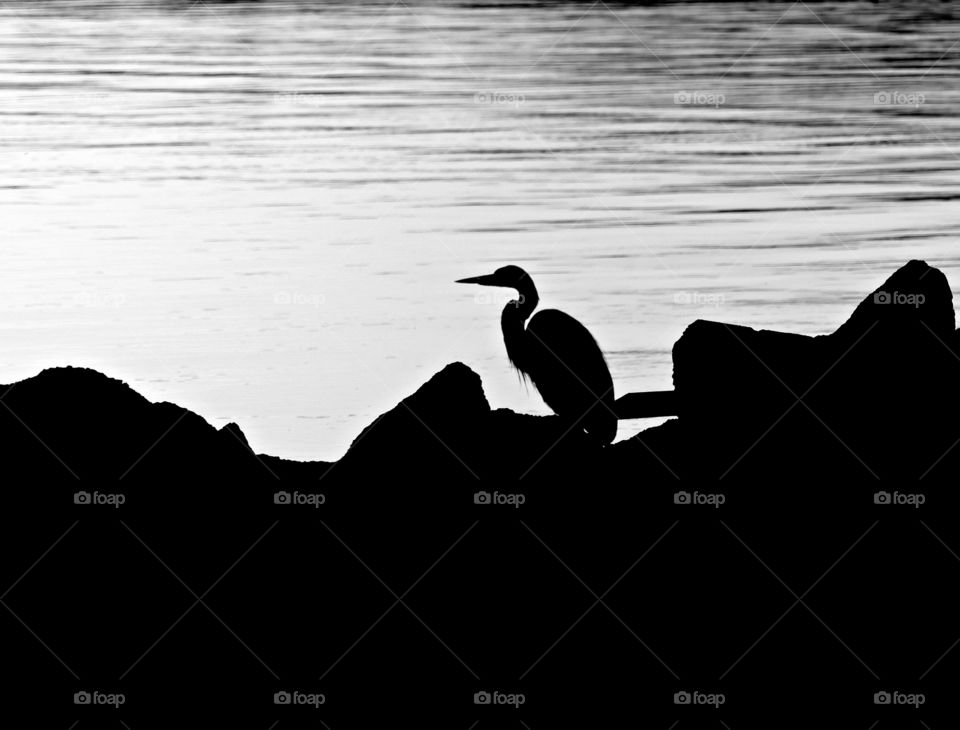 Black and white Silhouette - The Great Blue Heron is the king of the wading birds! They wade in the shallows and are quite adept at catching frogs, crayfish and small fish!