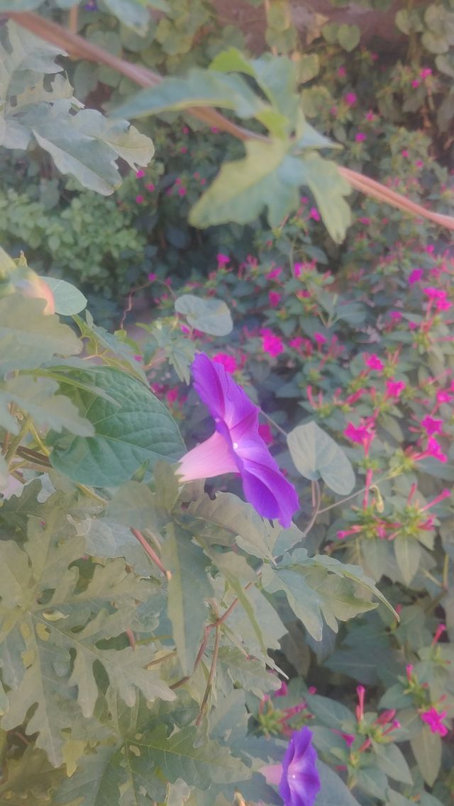 A rose
