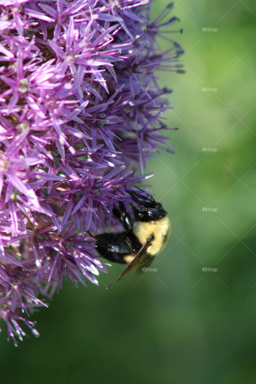 Closeup of bumblebee on purple allium flower in May 