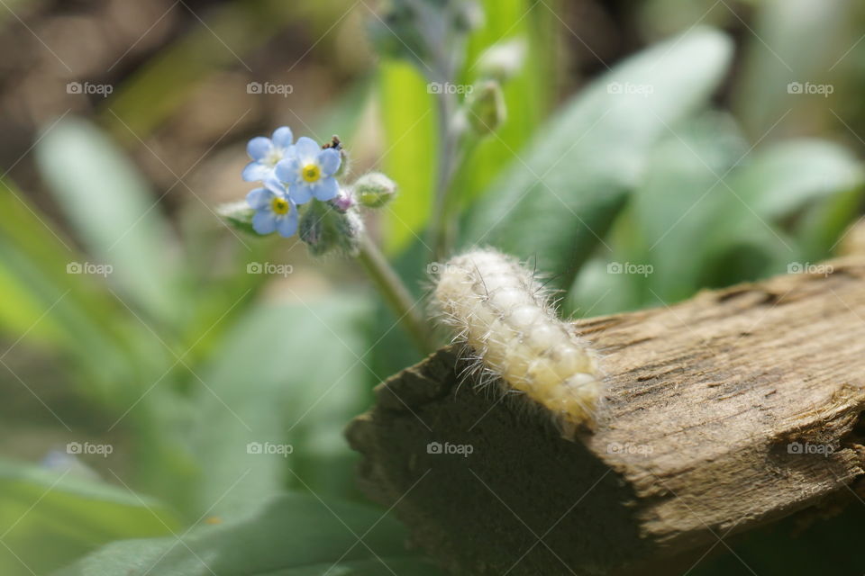 Little tiny blue cornflower with a caterpillar about to have a feast 