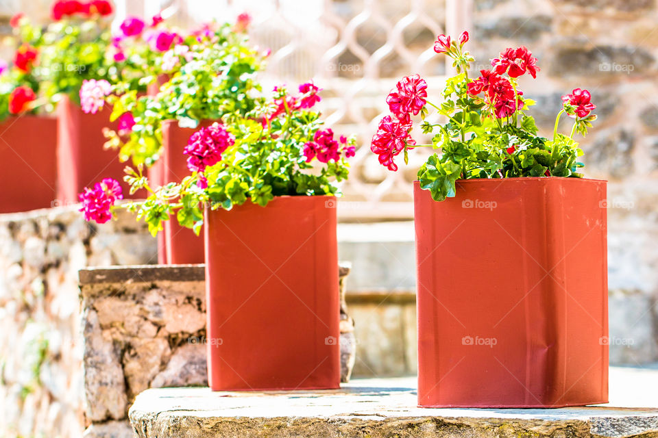 Red Geraniums In Flower Pots