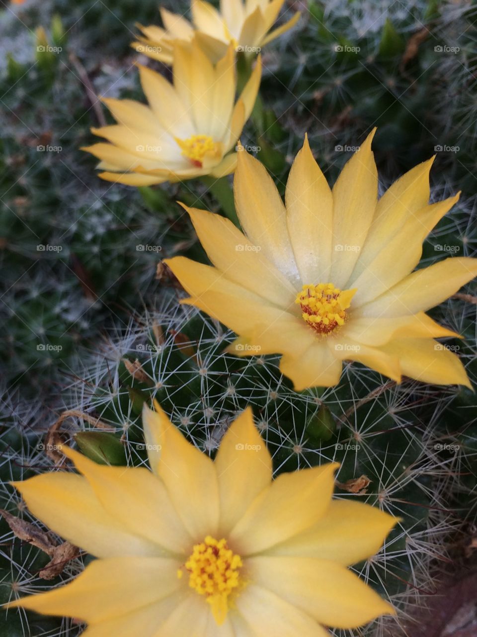 cactus beauty