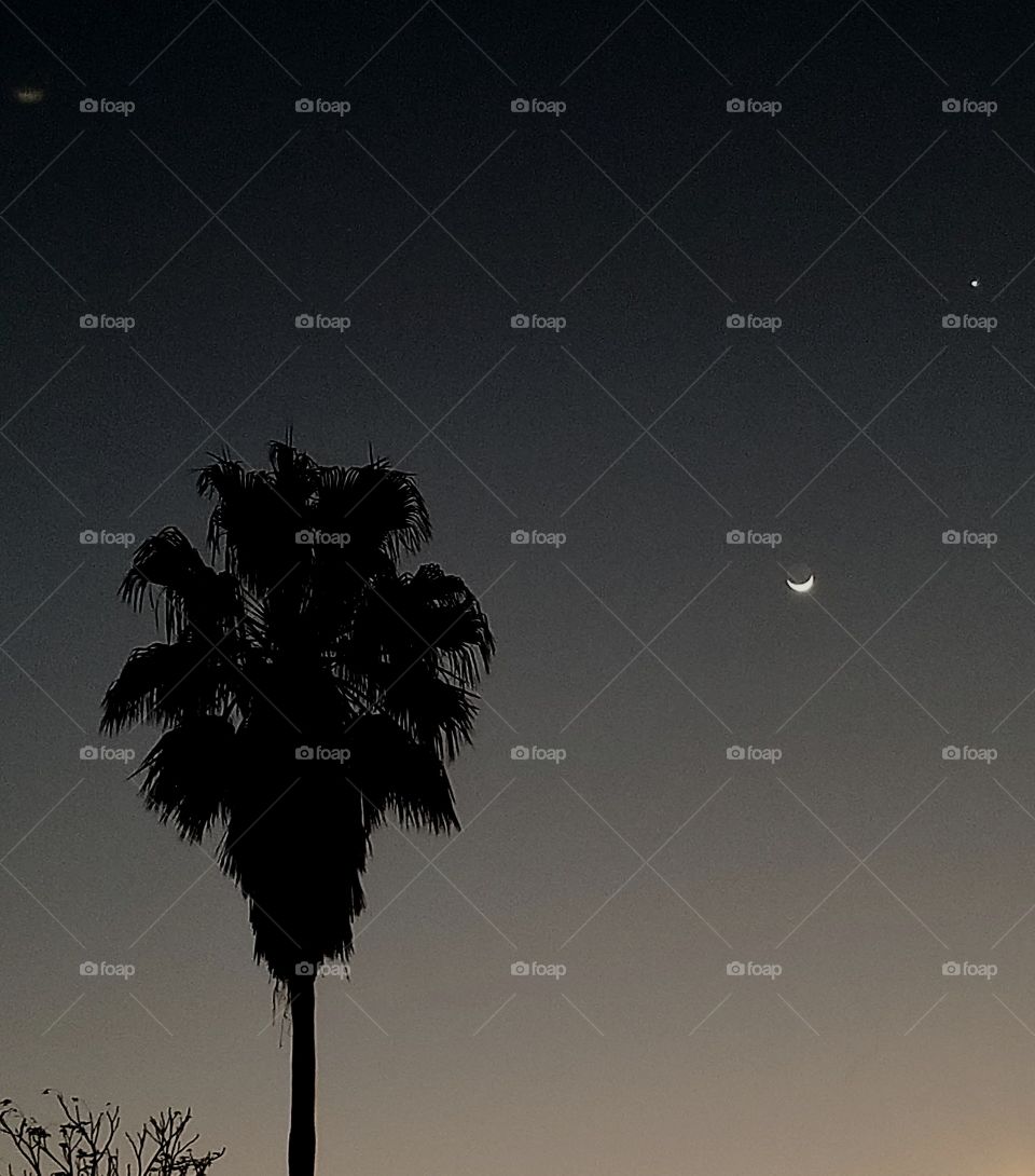Crescent moon and Venus, at dawn, with Sabal Palm in the foreground. Gulf Coast, South Texas.