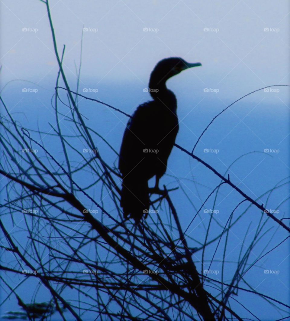 Shadow of Cormorant at Dusk