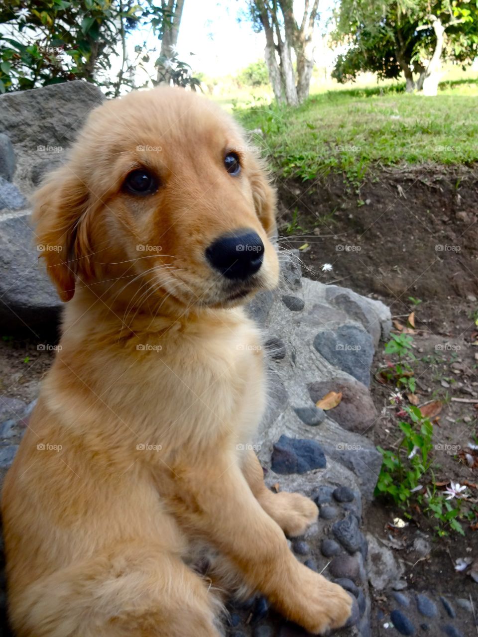 Golden retriever puppy in Ecuador