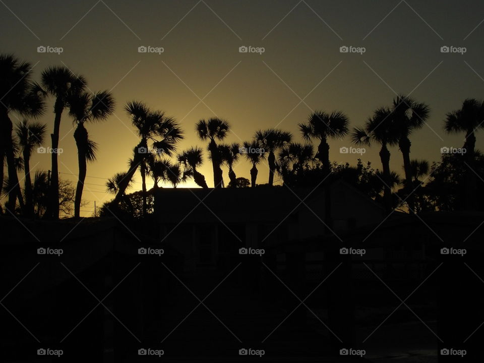 Palms silhouettes