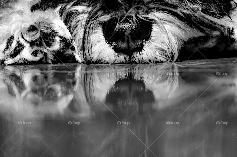 Wet nose